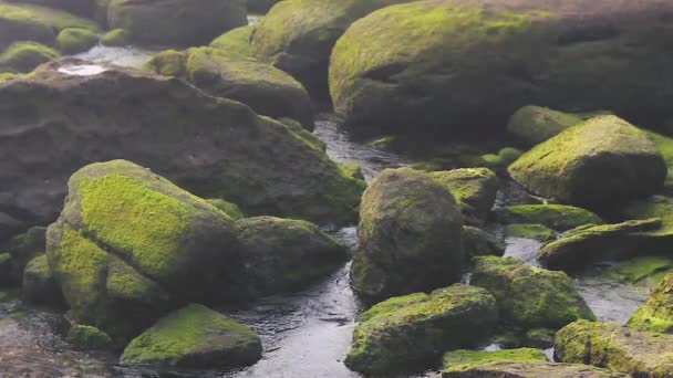 Камни с мохом в воде. — стоковое видео