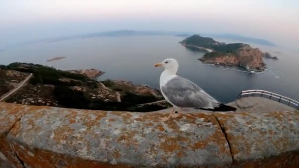 Gabbiano, guardando la fotocamera — Video Stock