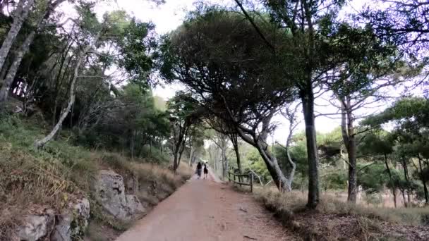 Pad met mensen tussen de bomen — Stockvideo