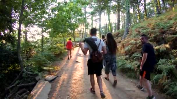 Wandelen door het bos met zonlicht — Stockvideo