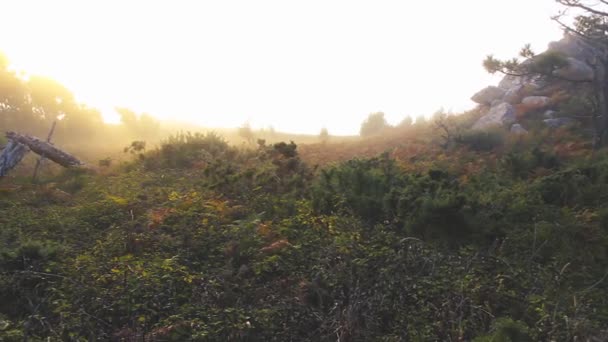 Gebroken Tree Het Forest Met Zon Mist Achter — Stockvideo