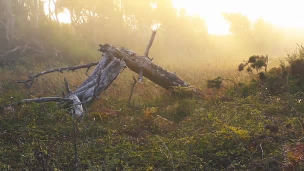 Rotto Albero Nella Foresta Con Sun Suino Dietro — Video Stock