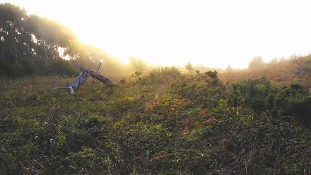 Brutna Träd Skogen Med Solen Och Dimma Bakom — Stockvideo