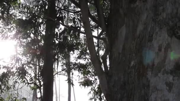 Mlha se stromy a slunce — Stock video