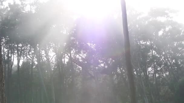 O nevoeiro que passa na frente das árvores — Vídeo de Stock