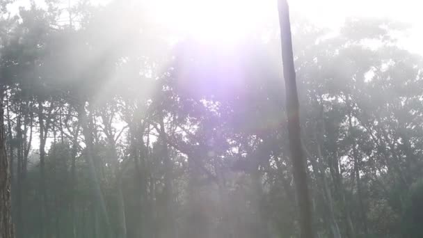 LE CHIEN QUI PASSE EN DEVANT DES ARBRES — Video