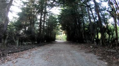 Ağaçlar arasında karanlık yol