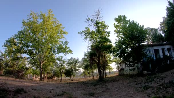 Деревья и старые колыбельные — стоковое видео