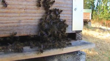 Arıcılık panelinde arıların kapalı görünüm