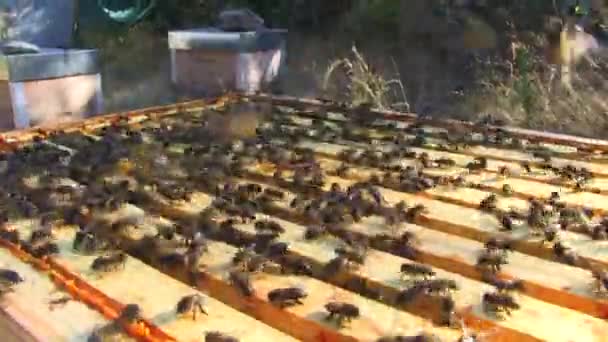 Κλειστά θέα ενός πίνακα άνοιγμα των μελισσών — Αρχείο Βίντεο