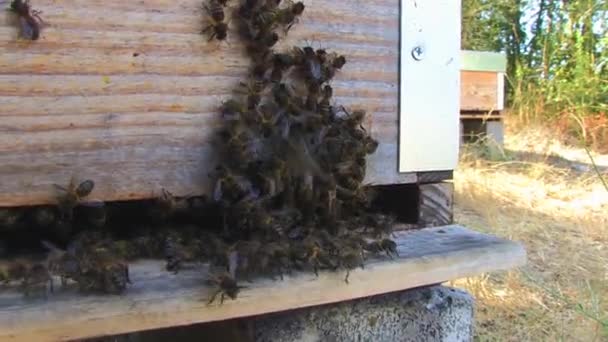 Geschlossener Blick auf Bienen in der Imkerei — Stockvideo
