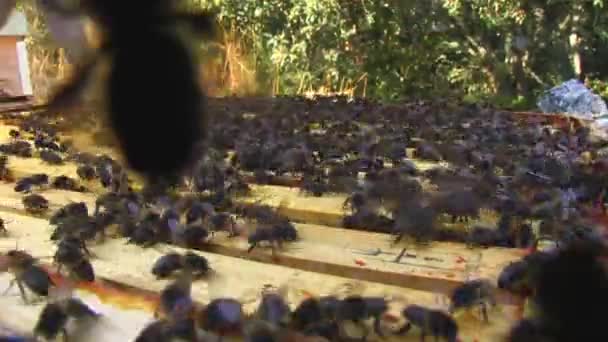 VISTA CERRADA DE UN PANEL DE APERTURA DE ABEJAS — Vídeo de stock