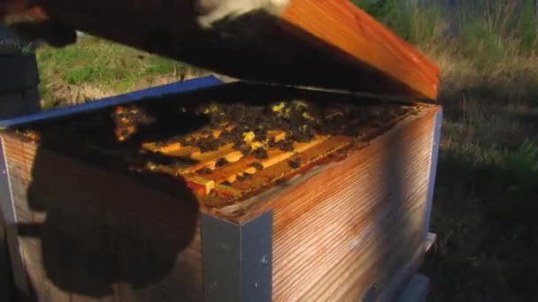 PANEL BEEKEEPER OPENING A BEEKEEPING PANEL — Wideo stockowe