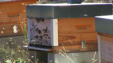 Arılar Arıcılık panelinde