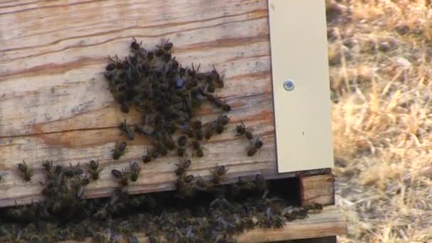 Bienen in der Imkerei — Stockvideo