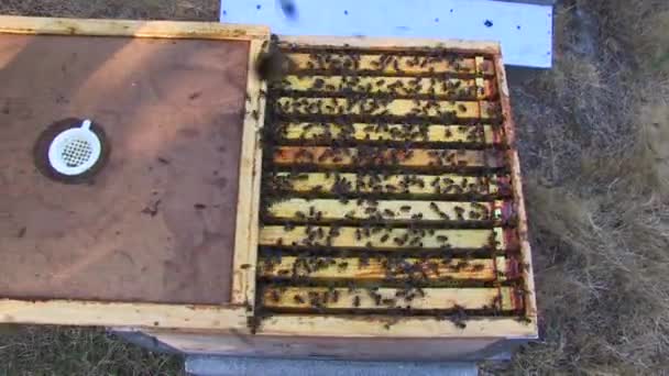 养蜂业关闭养蜂面板 — 图库视频影像