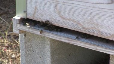 Arılar bir Arıcılık panel