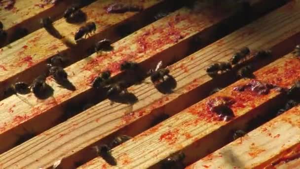Μέλισσες στον πίνακα μελισσοκομία — Αρχείο Βίντεο