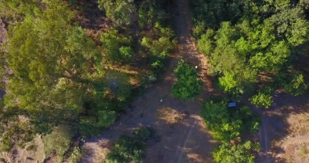 Vista aérea de uma floresta — Vídeo de Stock