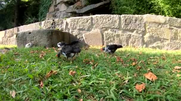 Pollo piccolo in un giardino, in un giardino. — Video Stock