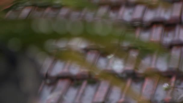 Scherpstellen vanaf dak aan Plant met waterdruppels terwijl het regent — Stockvideo
