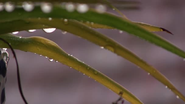 Roślina z kropli wody, podczas gdy pada deszcz — Wideo stockowe