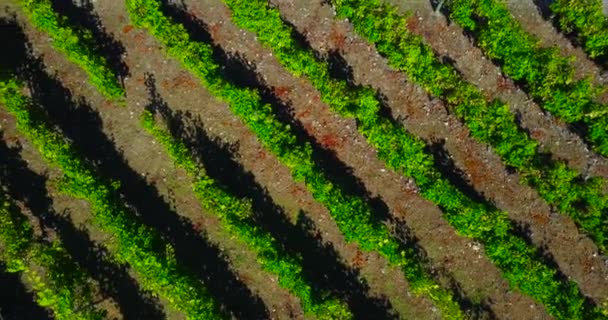 Vue aérienne des vignobles — Video