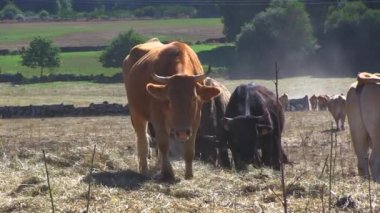 Yapıştırma ülkedeki ineklerin