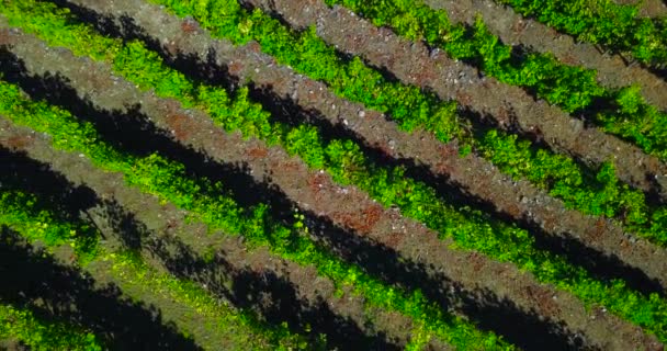 Vue aérienne des vignobles — Video