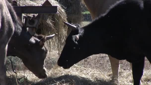 Αγελάδες επικόλληση στη χώρα — Αρχείο Βίντεο