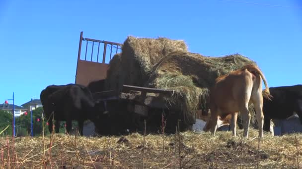 Beillesztés az országban a tehenek — Stock videók