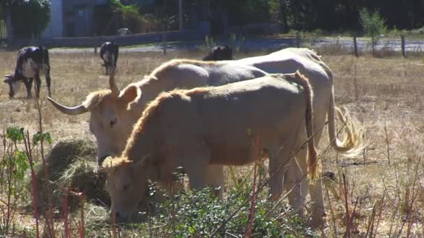COWS PASTING IN THE COUNTRY — Stock Video