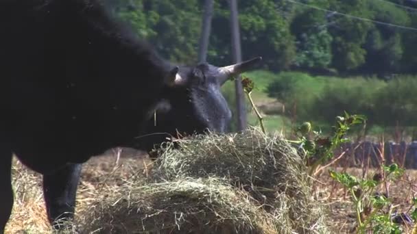 Cows Pasting Country — Stock Video