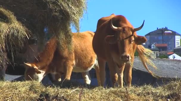 Αγελάδες Επικόλληση Στη Χώρα — Αρχείο Βίντεο
