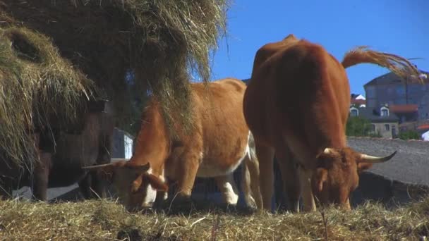 Kühe Auf Dem Land — Stockvideo