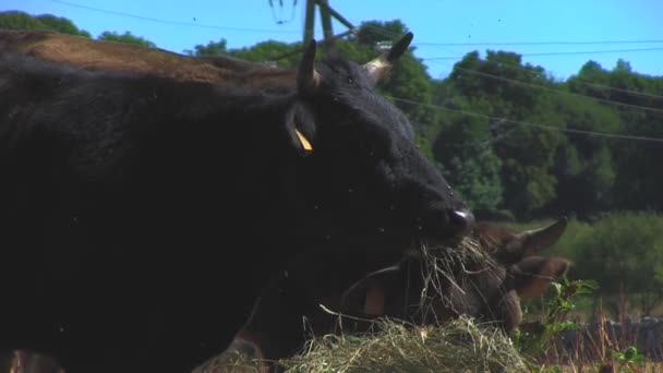 Pastagem Vacas País — Vídeo de Stock