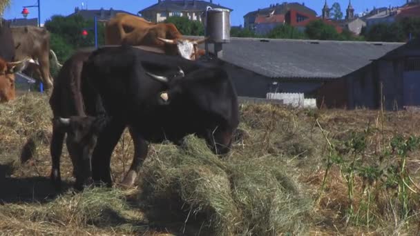 Koeien Plakken Het Land — Stockvideo