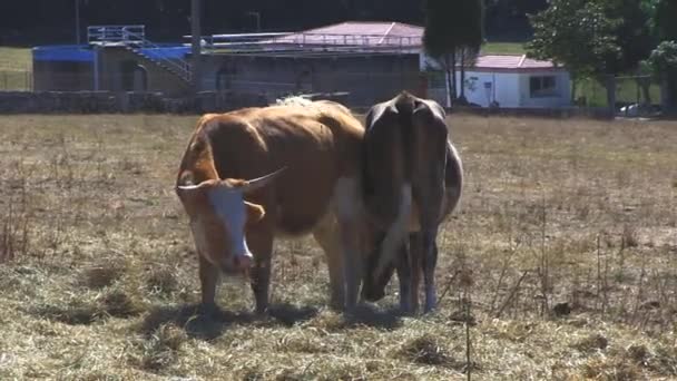 Kühe Auf Dem Land — Stockvideo