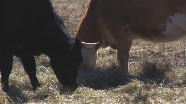 Krávy Vkládání Zemi — Stock video