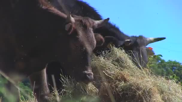 Koeien Plakken Het Land — Stockvideo