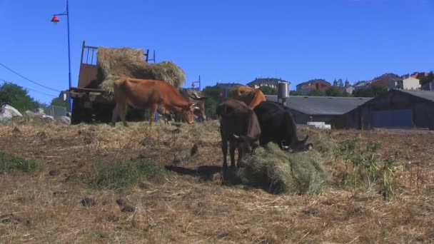 Kühe Auf Dem Land — Stockvideo