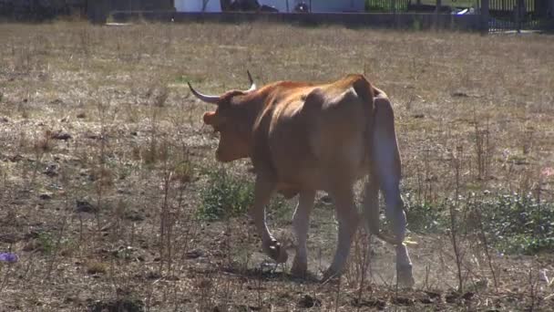 Αγελάδες Επικόλληση Στη Χώρα — Αρχείο Βίντεο