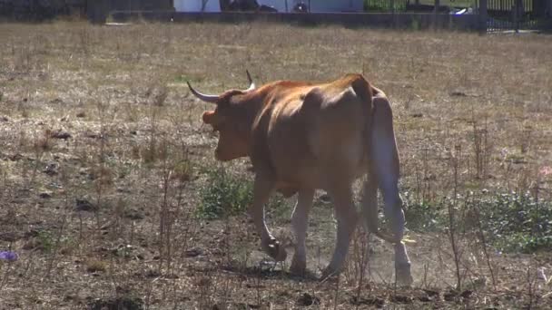 Koeien Plakken Het Land — Stockvideo