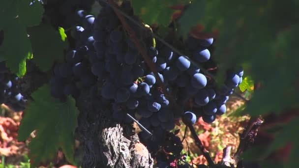Winogrona Winnice — Wideo stockowe