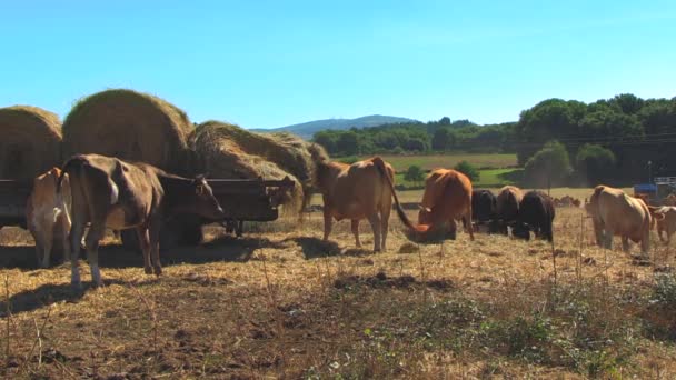 Krávy Vkládání Zemi — Stock video