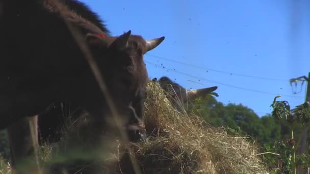 Krowy Wklejanie Kraju Zwolnionym Tempie — Wideo stockowe