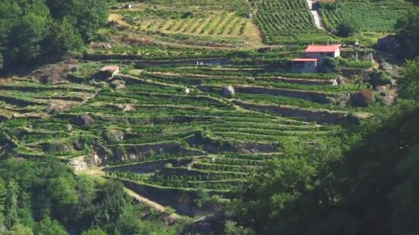 Uitzicht Groene Wijngaarden — Stockvideo