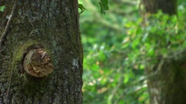 Ormanda odaklanan bir ağaç