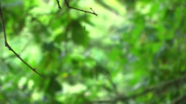 Derin ağaçlarının dalları odaklanarak