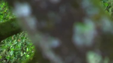 Derin ağaçlarının dalları Panoraması